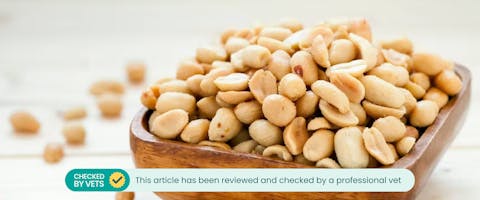 Can Cats Eat Peanuts TrustedHousesitters